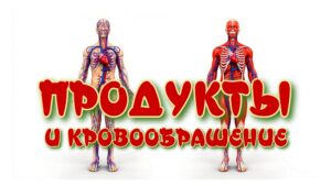 Изображение представляет собой подробную анатомическую иллюстрацию, на которой изображены две человеческие фигуры, каждая из которых демонстрирует различные аспекты системы кровообращения. На рисунке слева показана венозная система, выделенная синим цветом, со сложными деталями вен, проходящих по всему телу, включая голову, руки, туловище и ноги. На рисунке справа показана артериальная система, выделенная красным цветом, при этом артерии четко выделяются в похожих областях. Оба рисунка расположены на простом белом фоне, подчеркивая контраст между синим и красным цветами. Анатомические структуры, такие как сердце и магистральные сосуды, четко обозначены, что позволяет получить образовательное представление об анатомии человека. Стиль работы - научный и практический, с акцентом на ясность и точность изображения системы кровообращения человека.